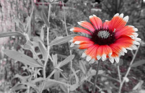 black and white flower red flower