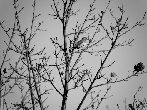 black and white bird tree