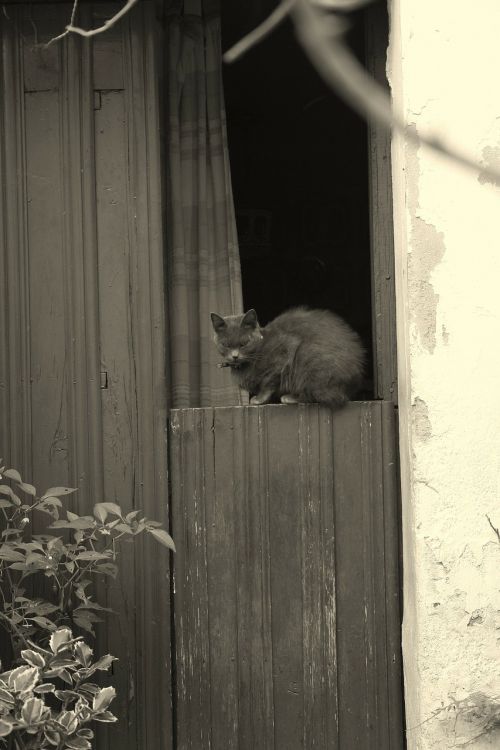 black and white cat door