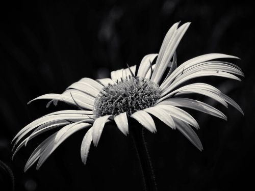 beauty yellow flower black and white