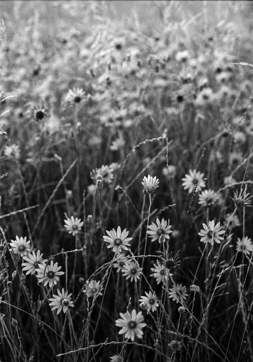 black and white flowers white