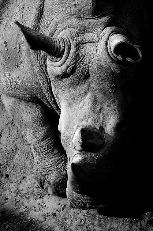 black and white animal africa
