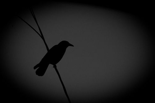 black and white crow wildlife