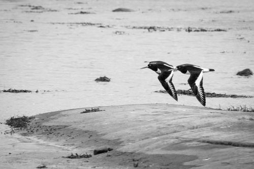 black and white bird flying