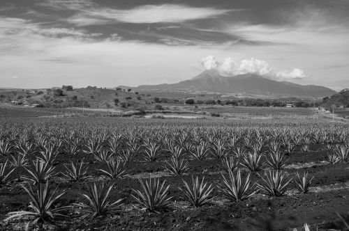 black and white volcano agave