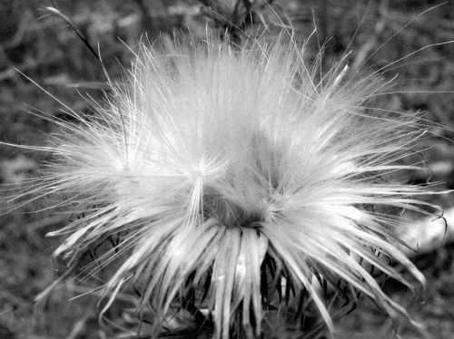 black and white nature flower