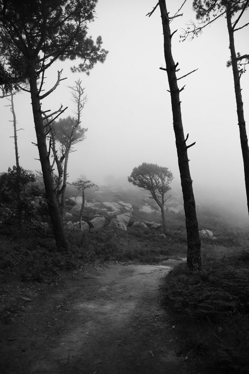 black and white trees landscape