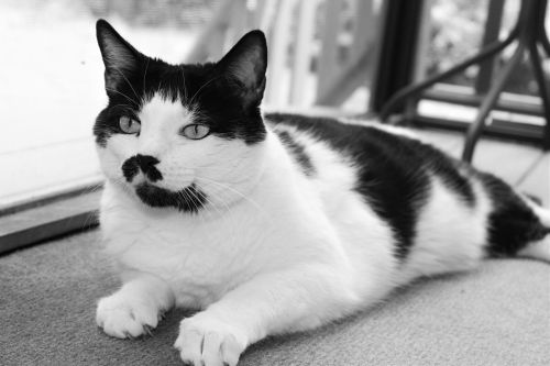 black and white cat kitty
