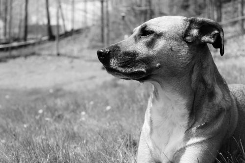 black and white dog rescue dog