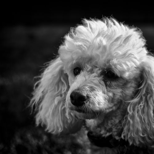 black and white poodle dog