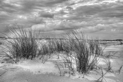 black and white beach nature
