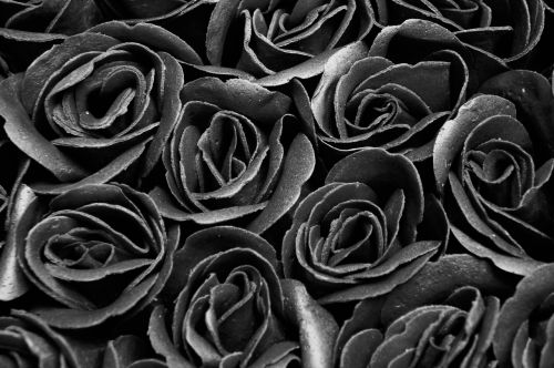 black and white roses flowers