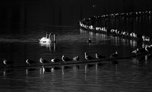black and white artistic swans