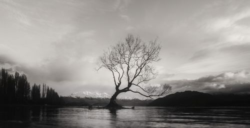 black and white wanaka tree