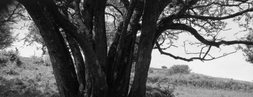 black and white tree nature