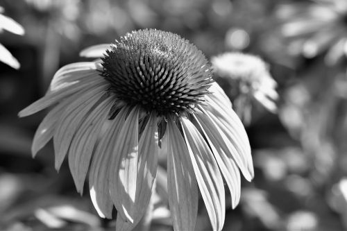 black and white plant leaf