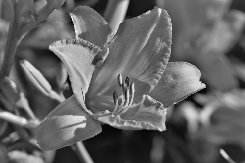 black and white plant leaf