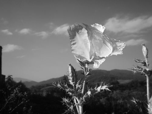 black and white flower wild poppy