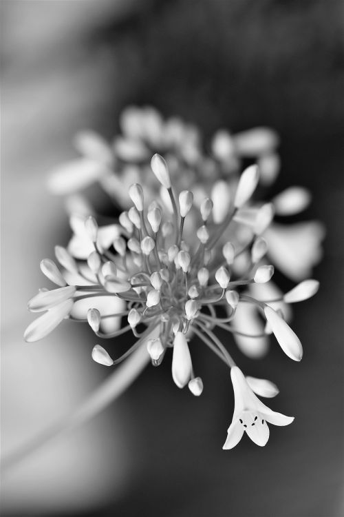black and white flower blossom