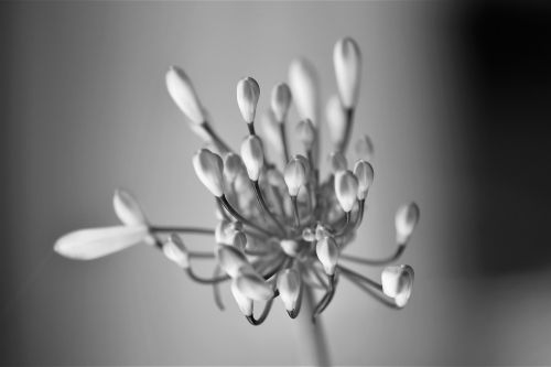 black and white flower blossom