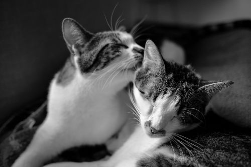 black and white cat pet