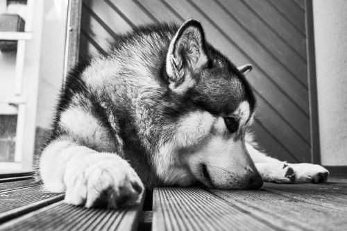 black and white floor dog