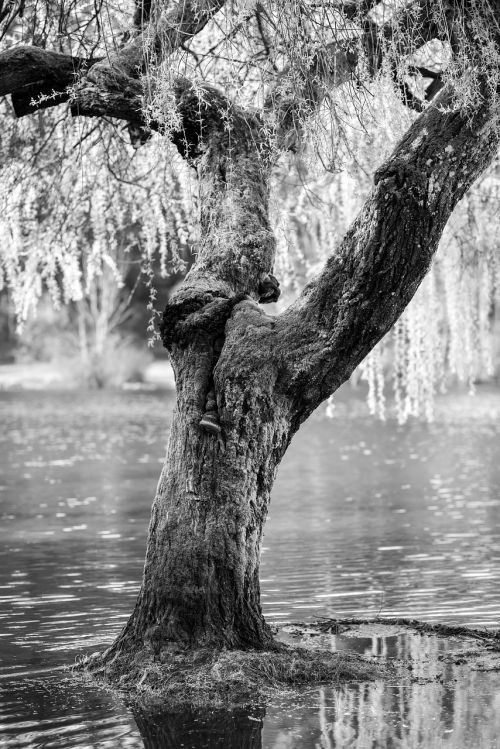 black and white river water