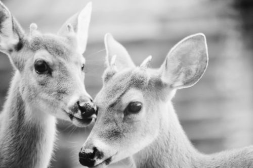 black and white deer animal