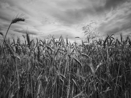 black and white nature sky