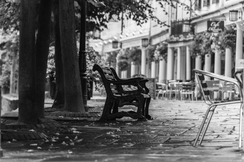 black and white bench tree