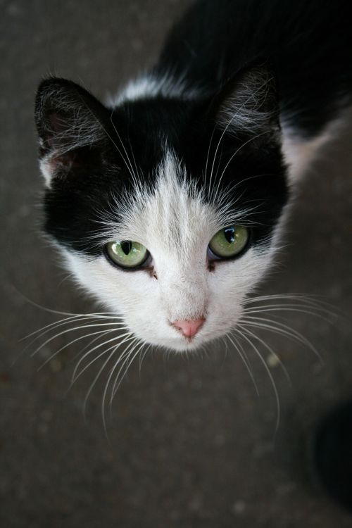 black and white cat pet