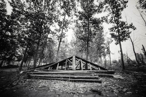 black and white nature tree