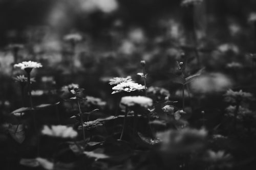 black and white flower plant