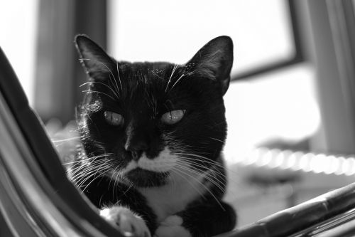 black and white cat pet