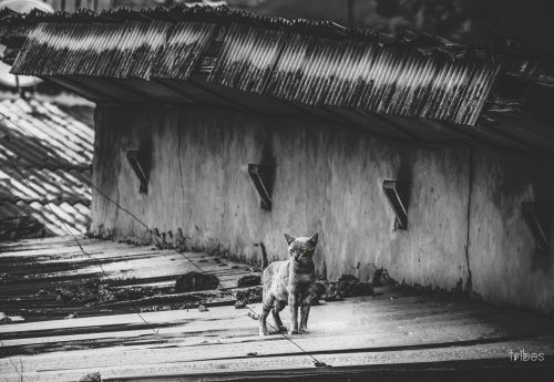 black and white cat pet