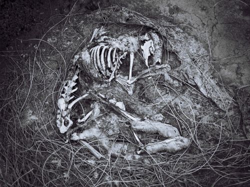 black and white animal skeleton