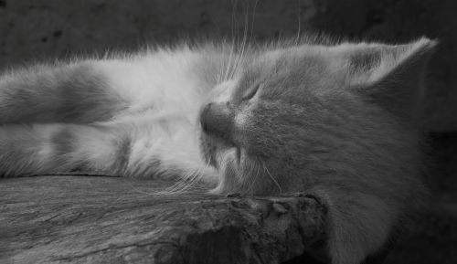 black and white fauna cat silhouette