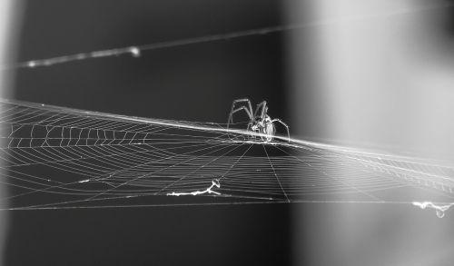 black and white insect spider