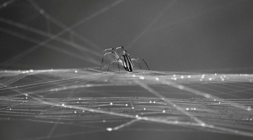 black and white insect spider