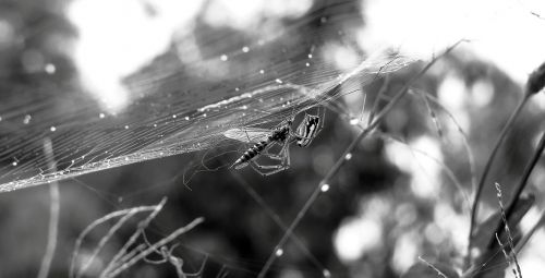 black and white insect spider