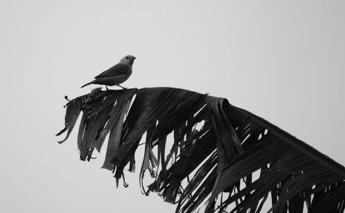 black and white landscape bird