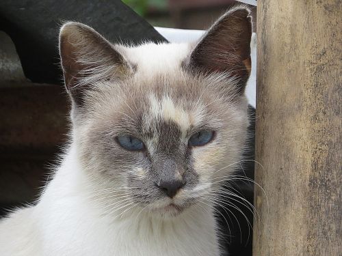 black and white cat feline