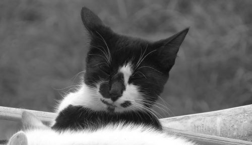 black and white cat domestic