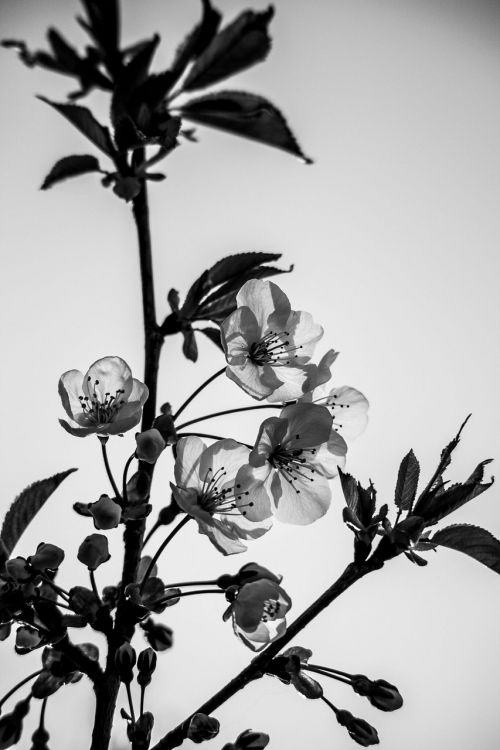 black and white transparency flowers