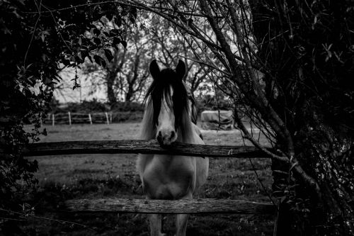 black and white horse white
