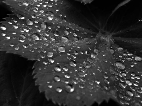 black and white water droplets leaf