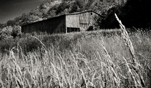 black and white barn white