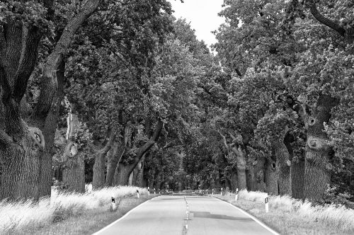 black and white nature tree