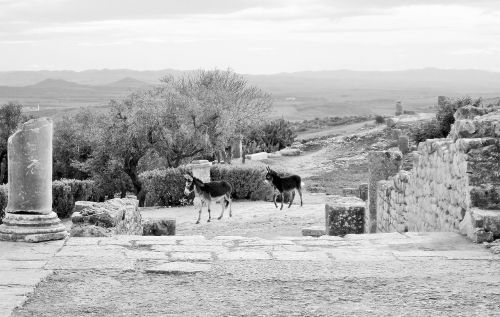 black and white romans donkeys