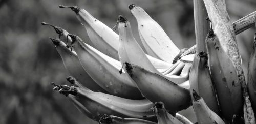 black and white plant banana